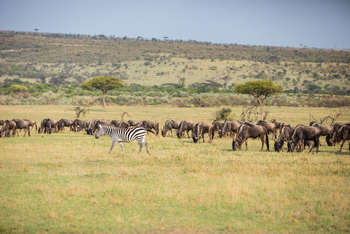 Mara Toto Tree Camp: Zebra und Gnus