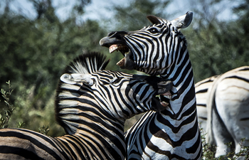 Meno A Kwena Camp Meno A Kwena Camp: Zebras