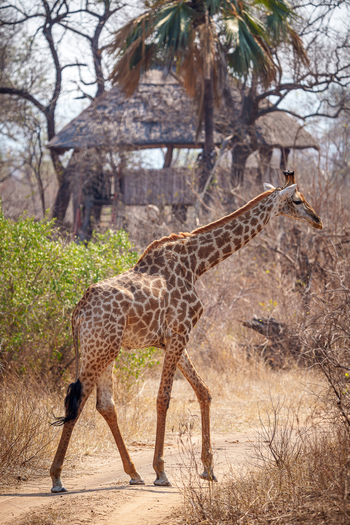 Mkulumadzi Lodge: Giraffe