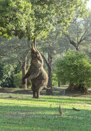 Molori Mashuma: Elefant auf zwei Beinen