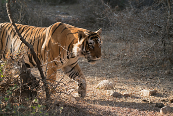 Nahargarh: Streunender Tiger