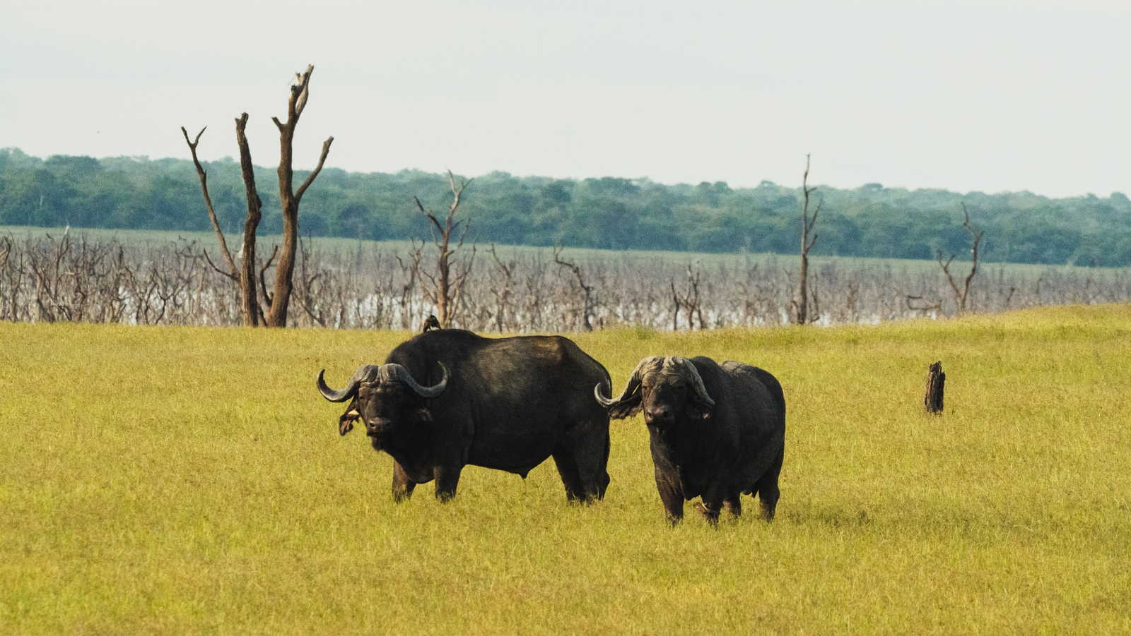 Nanzhila Lake Camp Nanzhila Lake Camp: Büffel am Lake Itezhi-Tezhi