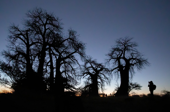 Camp Kalahari Camp Kalahari: Baobab-Silhouetten