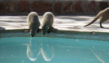 Okutala Lodge: Streifenmangusten am Pool