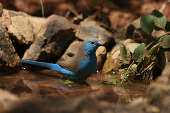 Old Traders Lodge: Blue Waxbill