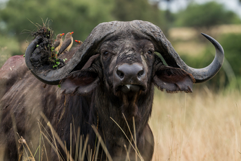 Olkeri Camp: Oxpeckers