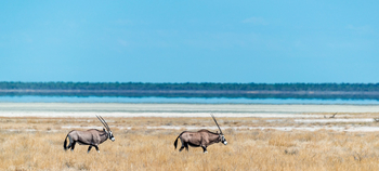 Onguma Reserve: Oryxantilopen