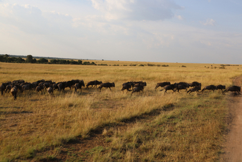 Richard's River Camp: Gnuherde