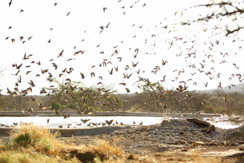 Saruni Rhino Camp: Vogelschwarm am davonfliegen