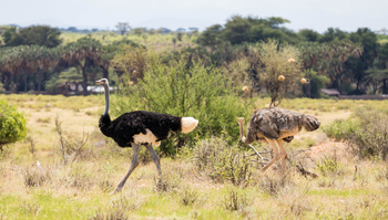 Saruni Samburu: Straußenpaar