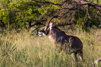 Seba Camp: Rappenantilope