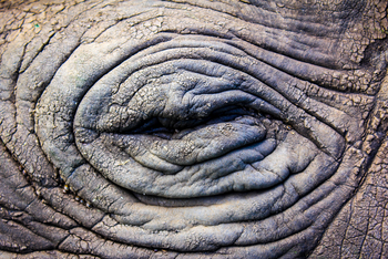 Sirikoi Lodge Sirikoi Lodge: Nashornauge