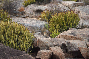 Sujan Jawai: Leopard zwischen Felsen und Euphorbien