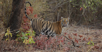 Svasara Jungle Lodge: Tiger setzt Markierung