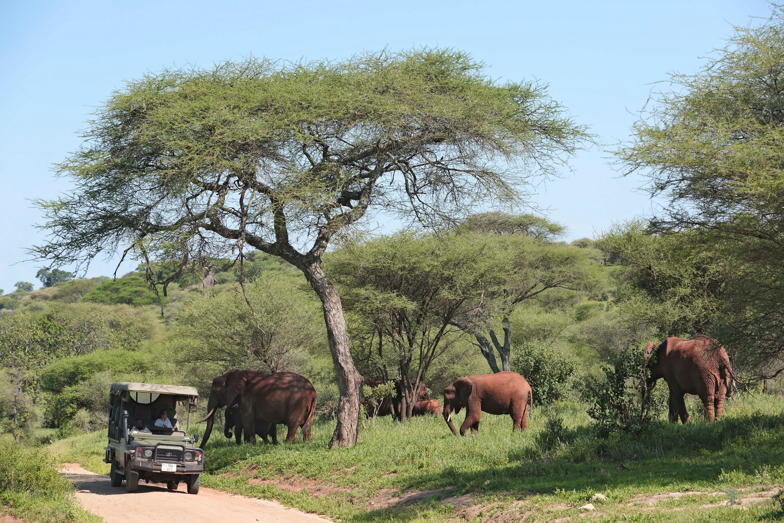 Tarangire Ndovu Tented Lodge Tarangire Ndovu Tented Lodge: Game Drive