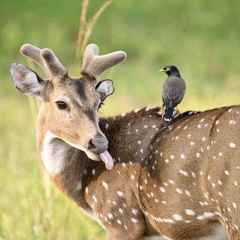 Bagh Villas: Tropical Mynah auf Axishirsch