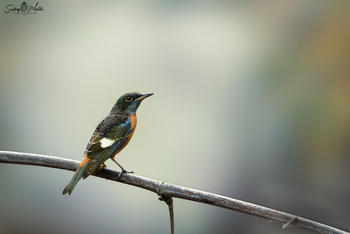 Bamboo Forest Safari Lodge: Blue-throated Flycatcher