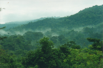 Buhoma Lodge: Bwindi Impenetrable Forest