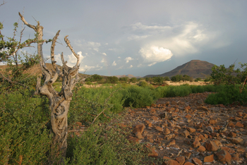 Etendeka Mountain Camp Etendeka Mountain Camp: Morgenstimmung