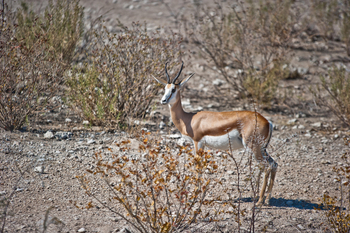 Etosha Safari Camp: Springbock
