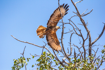 Grootberg Lodge Grootberg Lodge: Tawny Eagle