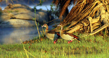 KaingU Safari Lodge: Nilgänse
