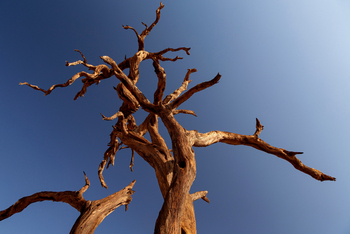 Kanaan Desert Retreat: Toter Baum