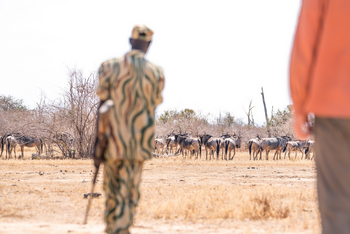 Kutandala Camp: Gnuherde