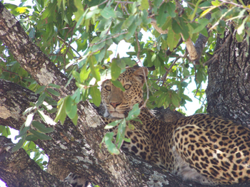 Kutandala Camp: Leopard