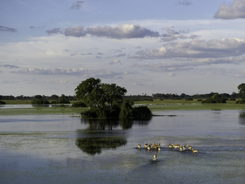 Kwetsani Camp: Red Lechwe im Flutgebiet
