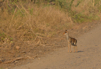 Lale's Camp: Dik Dik