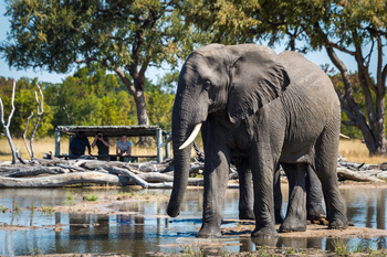 Little Makalolo Camp Little Makalolo Camp: Elefanten vor dem Hide