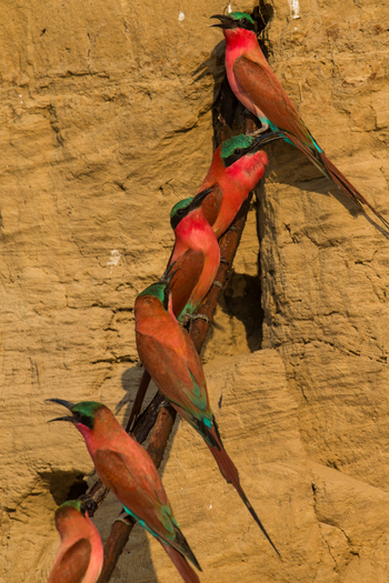 Luambe Camp: Scharlachspinte am steilen Ufer