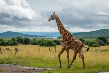 Magashi Camp: Giraffe