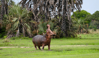 Mbali Mbali Katavi Camp: Nilpferd an Land