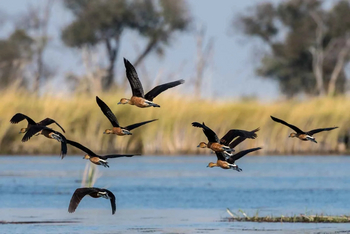 Mogogelo Camp Mogogelo Camp: Fulvous Whistling Duck