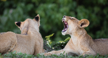 Mogotlho Safari Lodge Mogotlho Safari Lodge: Löwen