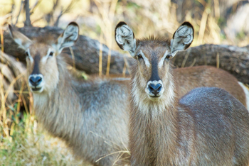 Moremi Game Reserve: Wasserböcke