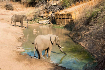 Mwamba Bush Camp: Last Waterhole Hide - Elefanten
