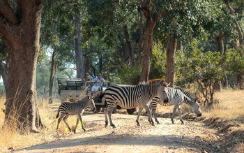 Nkonzi Bush Camp: Zebras auf der Piste