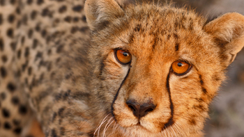 Ntemwa Busanga Bushcamp Ntemwa Busanga Bushcamp: Gepardenaugen