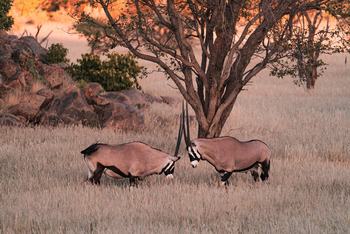Ohorongo: Rangelnde Spießböcke