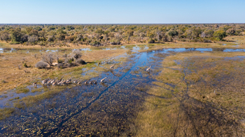 Okavango Explorers Camp Okavango Explorers Camp: Giraffen im Selinda Spillway
