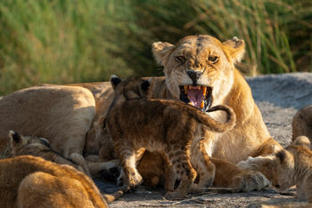 Olmara Camp: Erziehung