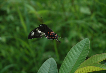 Shergarh Tented Camp: Crimson Rose Butterfly