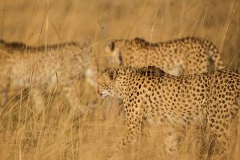 Shumba Camp Shumba Camp: Geparden