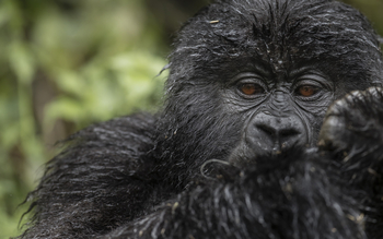 Singita Kwitonda Lodge: Nasser Gorilla