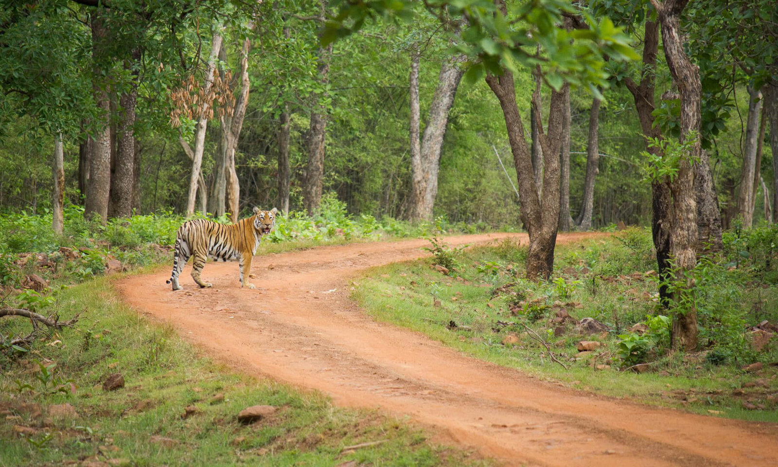 Tadoba Jungle Camp Tadoba Jungle Camp: Tiger auf der Piste