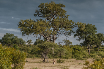 Tanda Tula Safari Camp: Landschaft