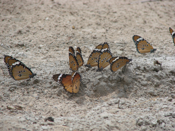 Tau Pan Camp Tau Pan Camp: Schmetterlinge